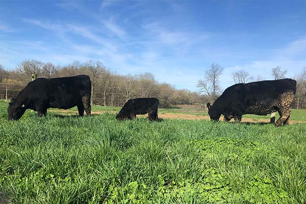 Cow eating grass